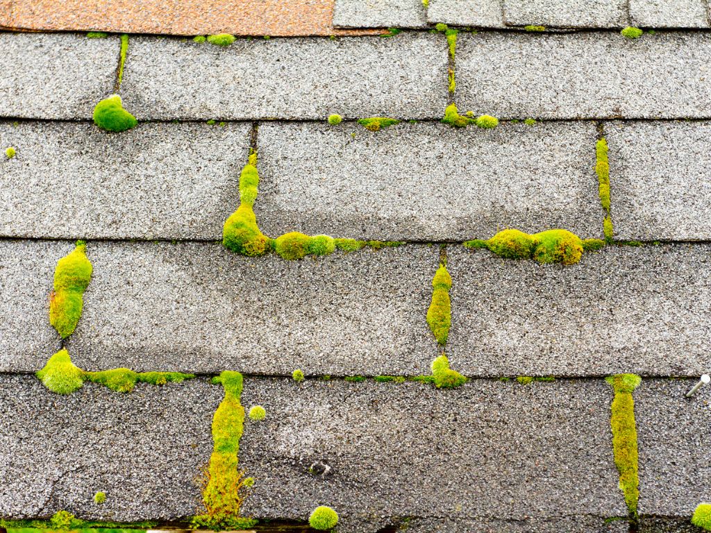 Moss and moisture on roof