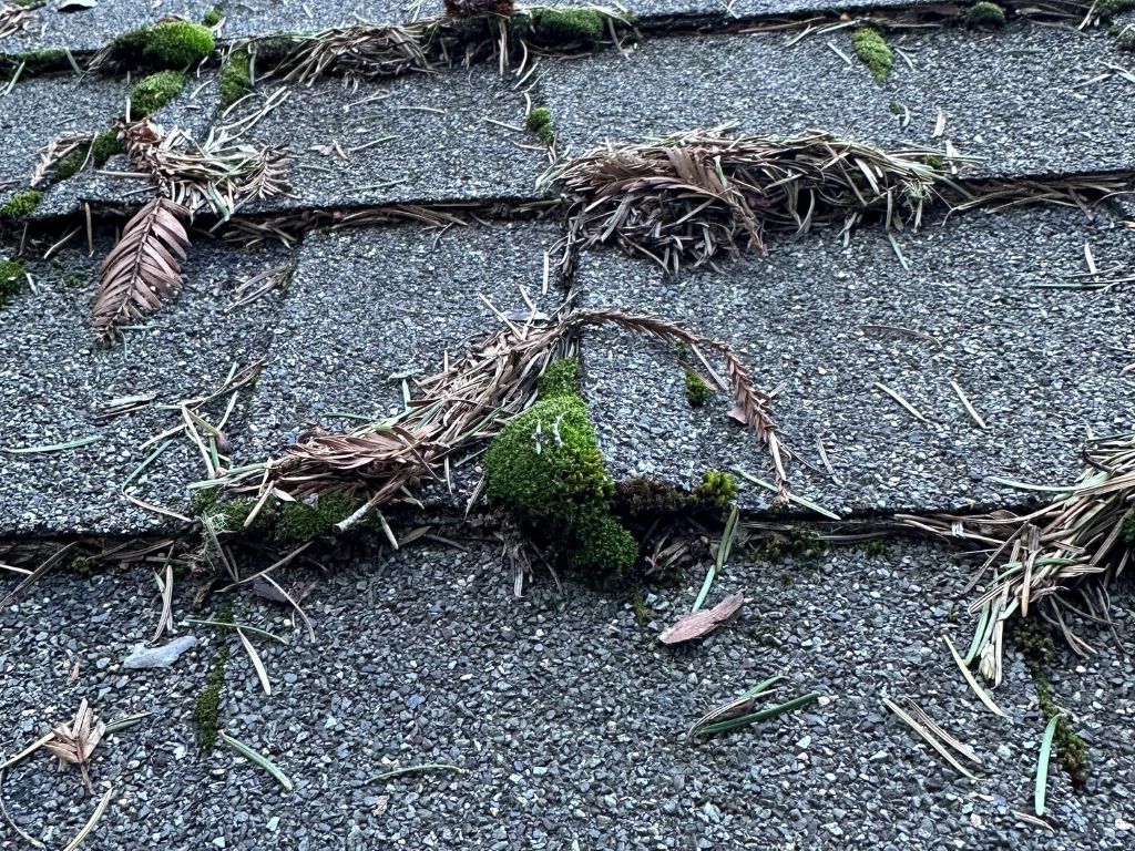 Moss physical damage on roof