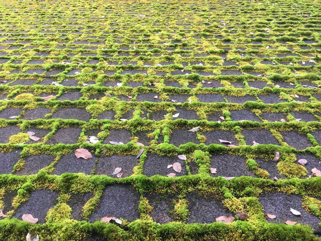 Moss taking over roof