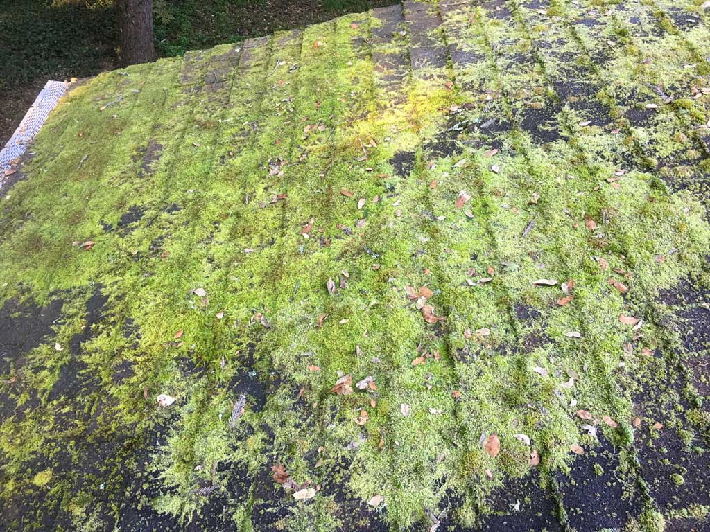 Why moss grows on roof